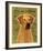 Rhodesian Ridgeback-John Golden-Framed Giclee Print