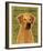 Rhodesian Ridgeback-John Golden-Framed Giclee Print