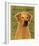 Rhodesian Ridgeback-John Golden-Framed Giclee Print