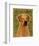 Rhodesian Ridgeback-John W^ Golden-Framed Art Print