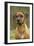 Rhodesian Ridgeback-null-Framed Photographic Print