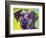 Rhodesian Ridgeback-Dean Russo-Framed Giclee Print