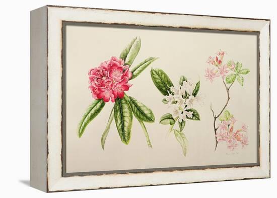 Rhododendron, 1998-Alison Cooper-Framed Premier Image Canvas