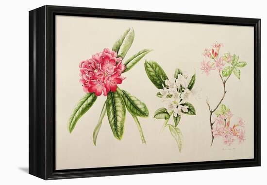 Rhododendron, 1998-Alison Cooper-Framed Premier Image Canvas