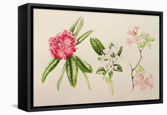 Rhododendron, 1998-Alison Cooper-Framed Premier Image Canvas