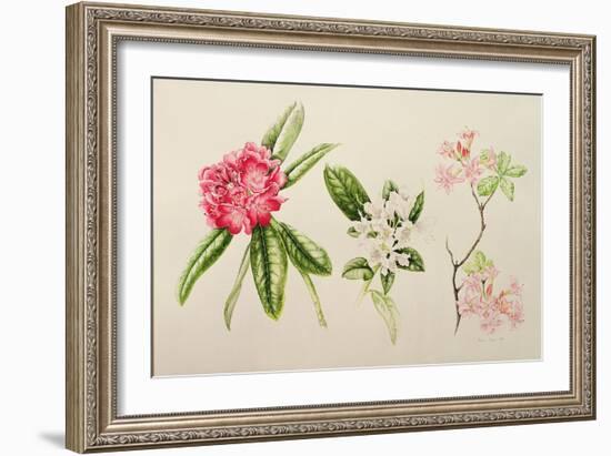 Rhododendron, 1998-Alison Cooper-Framed Giclee Print