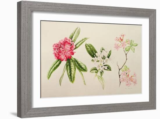 Rhododendron, 1998-Alison Cooper-Framed Giclee Print