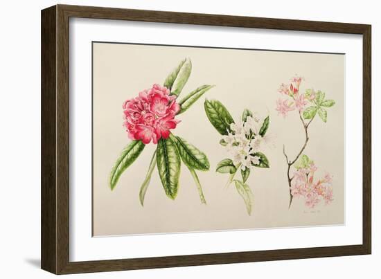 Rhododendron, 1998-Alison Cooper-Framed Giclee Print