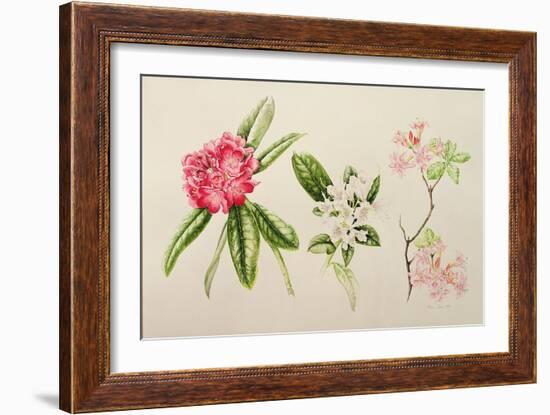 Rhododendron, 1998-Alison Cooper-Framed Giclee Print