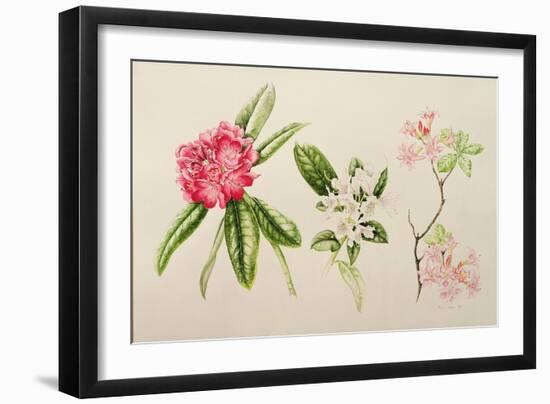 Rhododendron, 1998-Alison Cooper-Framed Giclee Print