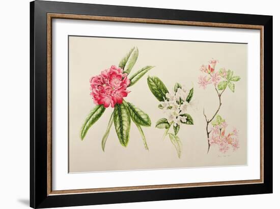 Rhododendron, 1998-Alison Cooper-Framed Giclee Print