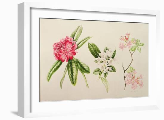 Rhododendron, 1998-Alison Cooper-Framed Giclee Print