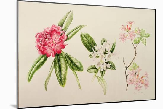 Rhododendron, 1998-Alison Cooper-Mounted Giclee Print