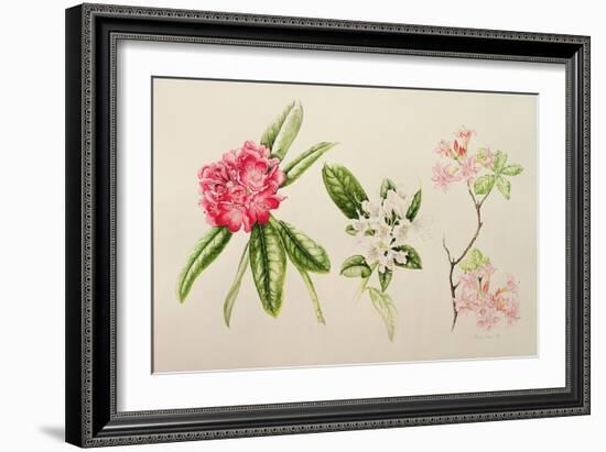 Rhododendron, 1998-Alison Cooper-Framed Giclee Print