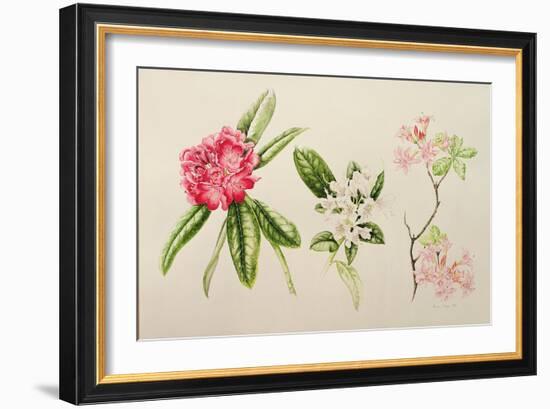 Rhododendron, 1998-Alison Cooper-Framed Giclee Print