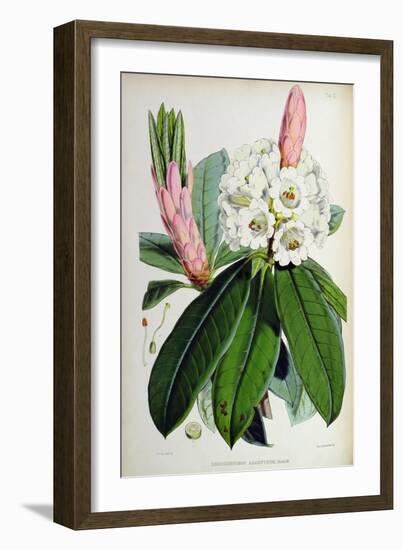 Rhododendron: Argenteum, Lithograph by Walter Hood Fitch (1817–92), 1849-51 (Colour Litho)-Joseph Dalton (after) Hooker-Framed Giclee Print