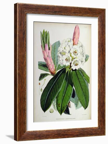 Rhododendron: Argenteum, Lithograph by Walter Hood Fitch (1817–92), 1849-51 (Colour Litho)-Joseph Dalton (after) Hooker-Framed Giclee Print