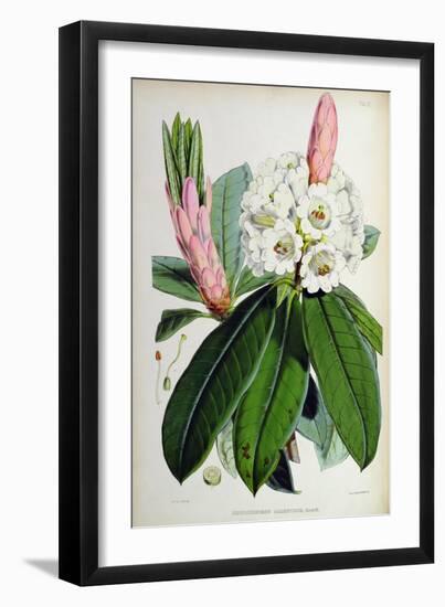 Rhododendron: Argenteum, Lithograph by Walter Hood Fitch (1817–92), 1849-51 (Colour Litho)-Joseph Dalton (after) Hooker-Framed Giclee Print