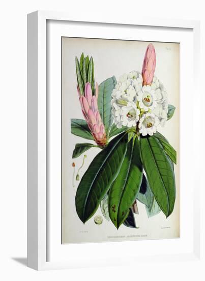 Rhododendron: Argenteum, Lithograph by Walter Hood Fitch (1817–92), 1849-51 (Colour Litho)-Joseph Dalton (after) Hooker-Framed Giclee Print