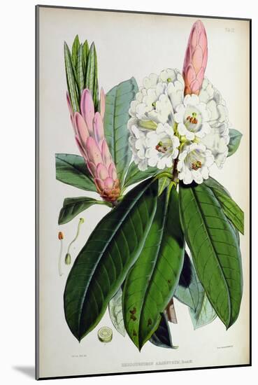 Rhododendron: Argenteum, Lithograph by Walter Hood Fitch (1817–92), 1849-51 (Colour Litho)-Joseph Dalton (after) Hooker-Mounted Giclee Print