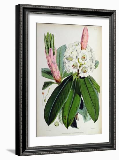 Rhododendron: Argenteum, Lithograph by Walter Hood Fitch (1817–92), 1849-51 (Colour Litho)-Joseph Dalton (after) Hooker-Framed Giclee Print