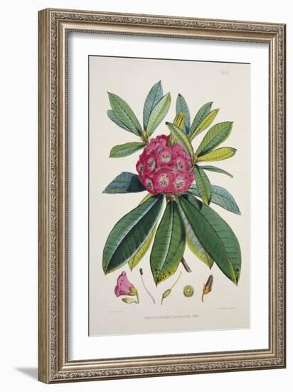 Rhododendron Barbatum, from 'The Rhododendrons of Sikkim-Himalaya'-Joseph Dalton Hooker-Framed Giclee Print