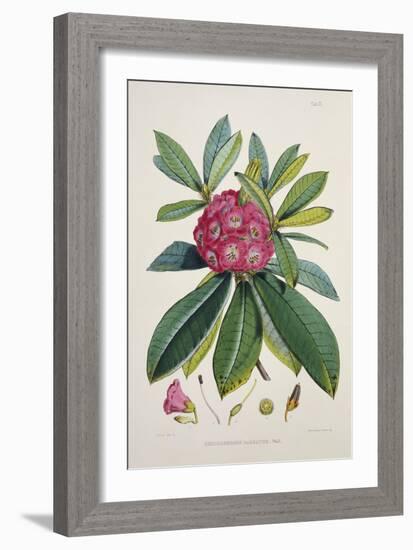 Rhododendron Barbatum, from 'The Rhododendrons of Sikkim-Himalaya'-Joseph Dalton Hooker-Framed Giclee Print