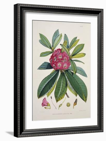 Rhododendron Barbatum, from 'The Rhododendrons of Sikkim-Himalaya'-Joseph Dalton Hooker-Framed Giclee Print