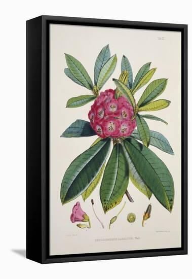 Rhododendron Barbatum, from 'The Rhododendrons of Sikkim-Himalaya'-Joseph Dalton Hooker-Framed Premier Image Canvas