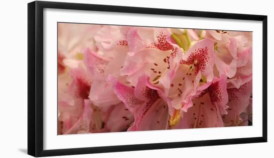 Rhododendron Bloom Closeup-Anna Miller-Framed Photographic Print