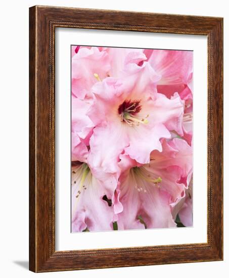 Rhododendron bloom.-William Sutton-Framed Photographic Print