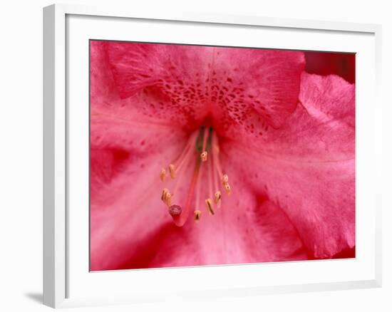 Rhododendron Blooms, University of Washington Arboretum, Seattle, Washington, USA-William Sutton-Framed Photographic Print