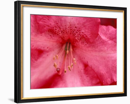 Rhododendron Blooms, University of Washington Arboretum, Seattle, Washington, USA-William Sutton-Framed Photographic Print