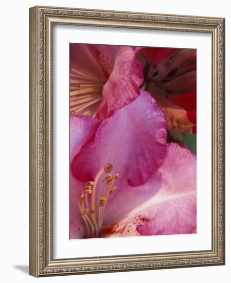 Rhododendron Blooms, University of Washington Arboretum, Seattle, Washington, USA-William Sutton-Framed Photographic Print