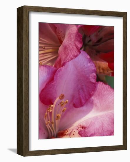 Rhododendron Blooms, University of Washington Arboretum, Seattle, Washington, USA-William Sutton-Framed Photographic Print