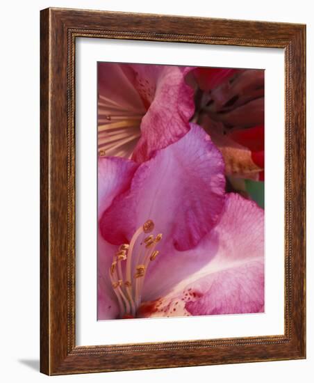 Rhododendron Blooms, University of Washington Arboretum, Seattle, Washington, USA-William Sutton-Framed Photographic Print