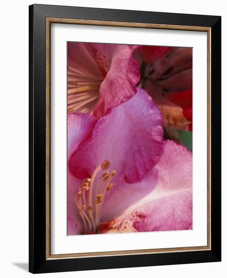 Rhododendron Blooms, University of Washington Arboretum, Seattle, Washington, USA-William Sutton-Framed Photographic Print