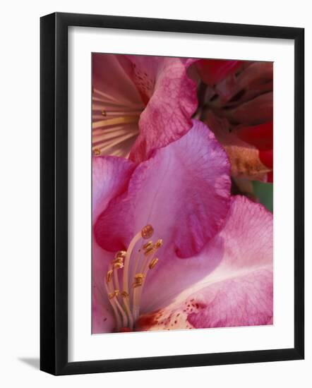 Rhododendron Blooms, University of Washington Arboretum, Seattle, Washington, USA-William Sutton-Framed Photographic Print