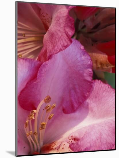 Rhododendron Blooms, University of Washington Arboretum, Seattle, Washington, USA-William Sutton-Mounted Photographic Print