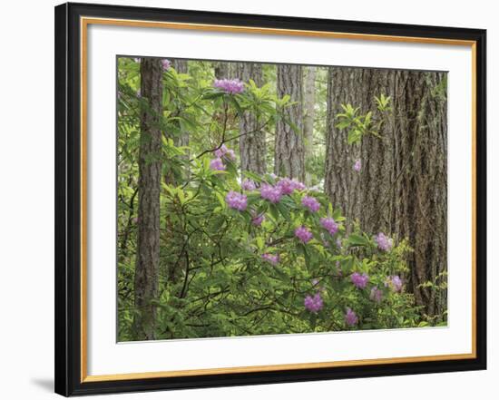 Rhododendron Blooms-Don Paulson-Framed Giclee Print