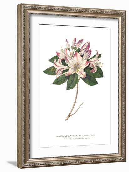 Rhododendron Bright-Wild Apple Portfolio-Framed Premium Giclee Print