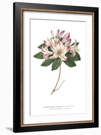 Rhododendron Bright-Wild Apple Portfolio-Framed Premium Giclee Print