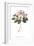 Rhododendron Bright-Wild Apple Portfolio-Framed Premium Giclee Print