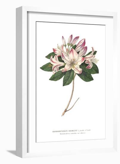 Rhododendron Bright-Wild Apple Portfolio-Framed Premium Giclee Print