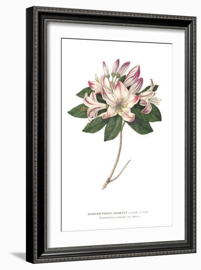 Rhododendron Bright-Wild Apple Portfolio-Framed Art Print