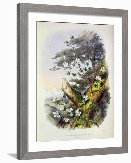 Rhododendron: Dalhousie from 'Rhododendrons of the Sikkim Himalaya'-Joseph Dalton Hooker-Framed Giclee Print