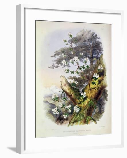 Rhododendron: Dalhousie from 'Rhododendrons of the Sikkim Himalaya'-Joseph Dalton Hooker-Framed Giclee Print