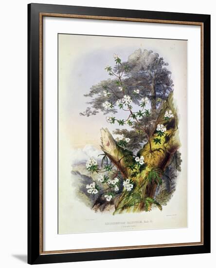 Rhododendron: Dalhousie from 'Rhododendrons of the Sikkim Himalaya'-Joseph Dalton Hooker-Framed Giclee Print