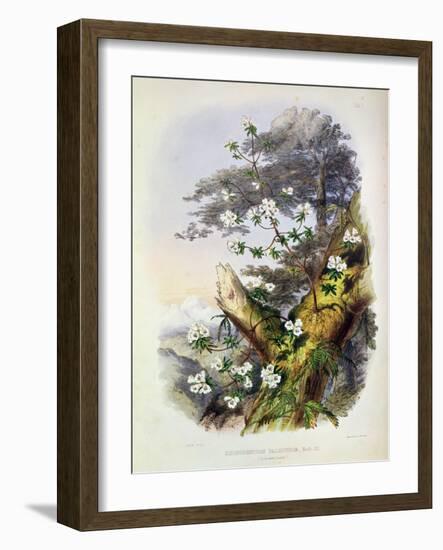 Rhododendron: Dalhousie from 'Rhododendrons of the Sikkim Himalaya'-Joseph Dalton Hooker-Framed Giclee Print