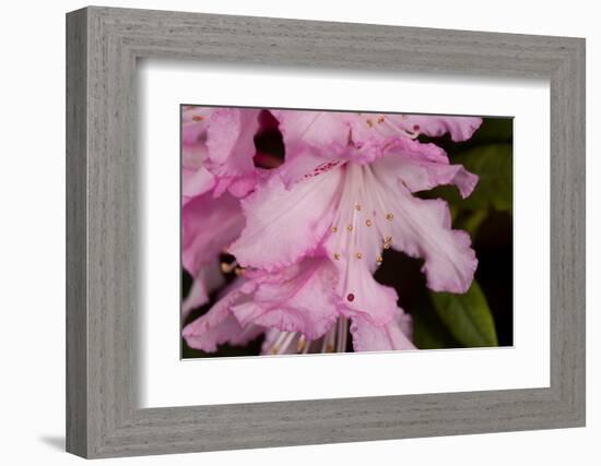 Rhododendron flower, anthers and red stigma visible, UK-Heather Angel-Framed Photographic Print